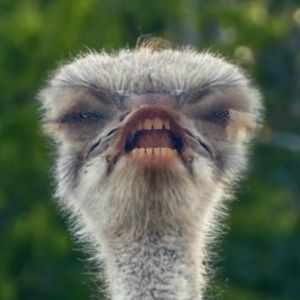 Meet your Posher, Posh